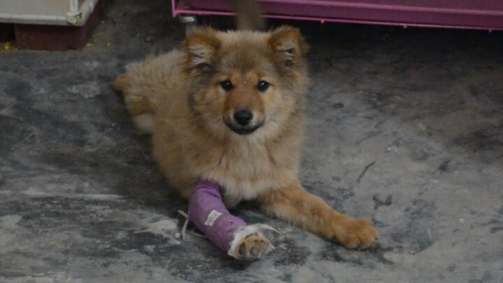 I meant to keep the dog in its cage to let it heal properly, but it’s about to break the cage.