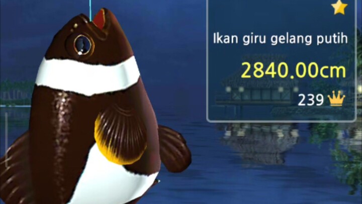 dapat ikan spesial
