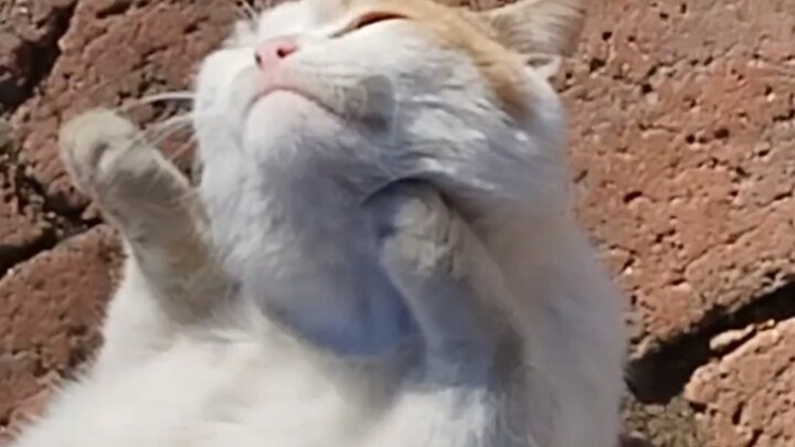 Mèo ơi aaaaaa…