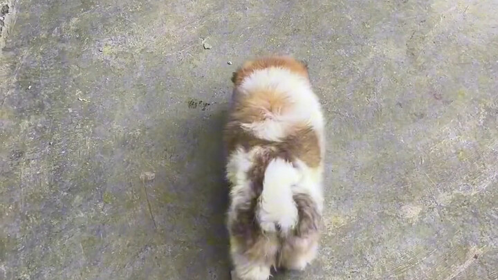 Tarian Panen Anak Anjing