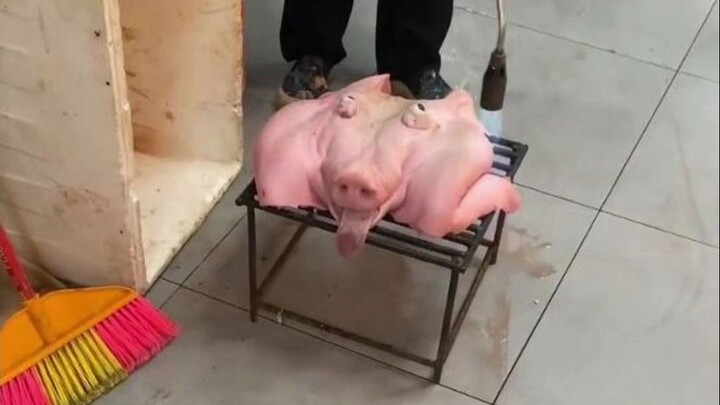 Con lợn này còn cứu được không?