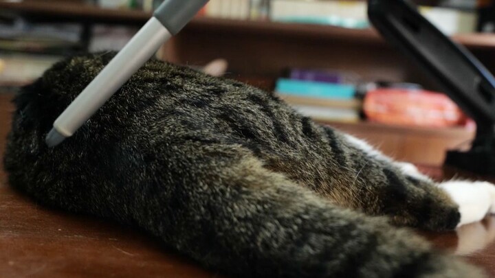 The Kitten’s Gluteal Jump Reflex