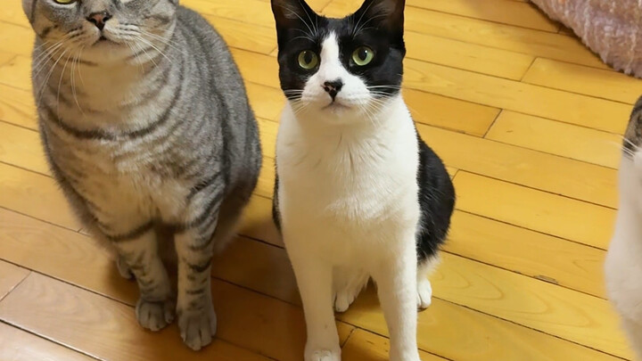 I suspect my cat secretly served in the military while I wasn’t looking.