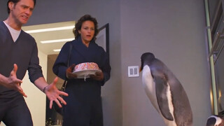 第一次养企鹅闯大祸！浴缸秒变泳池！