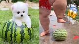 Funny and Cute Dog Pomeranian 😍🐶| Funny Puppy Videos #165
