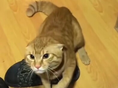 ชายชรากลับมาเกิดใหม่อีกครั้ง ยินดีต้อนรับฮาคิมิกลับมา!