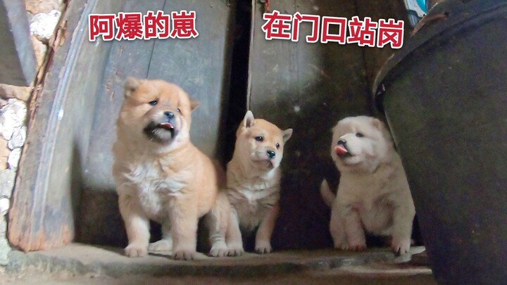 A‑Bao’s little ones are on guard at the door; as soon as they see me, they scurry right back into th