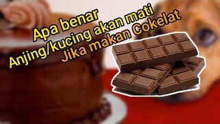 Cokelat bisa membunuh Anjing/kucing ?