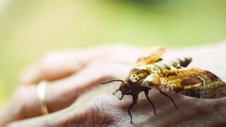 (ภาพยนตร์) สัตว์มักจะเตือนก่อนเสมอว่าจะมีภัยพิบัติ