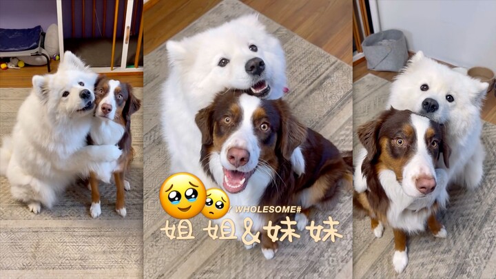 The Samoyed big sister who won’t let go of her little sister
