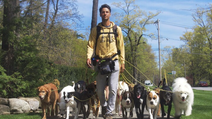 What's it like to be a professional dog walker? Life couldn't be happier!