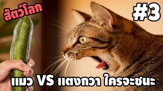 รวมคลิปตลกๆ : ศึกนี้ใครจะชนะ…ต้องมาดู!!