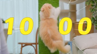 Gia đình gì vậy, một lúc tiêu hết 10.000 tệ cho năm con mèo?!