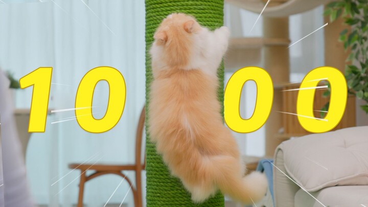 Keluarga macam apa ini, menghabiskan 10.000 yuan sekaligus untuk lima ekor kucing?!