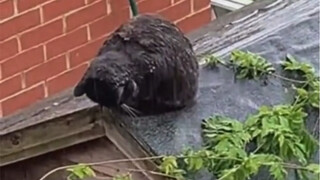 Meow meow is also feeling emo