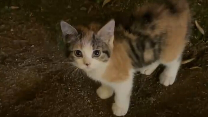 She’s so sweet and gorgeous—this little cat stole my heart at first sight!