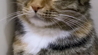 Cat: I thought it was brittle bones