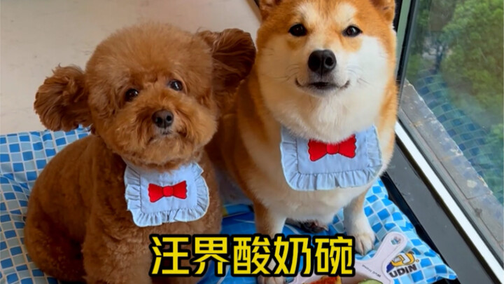 Episode 25 | The dog world’s yogurt bowl and super-delicious chicken nuggets~
