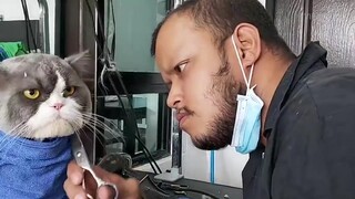 Thailand's grumpy cat gets a haircut... Bro, you're in a pretty bad mood today—just go ahead and cut