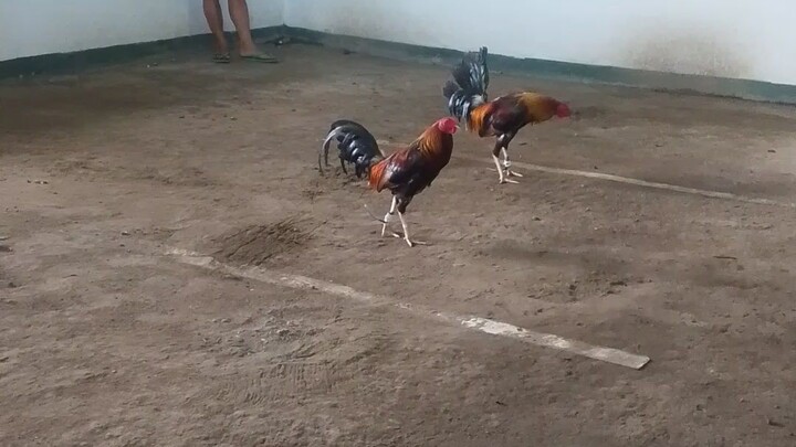 David vs Goliath