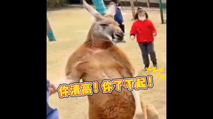 “Animals’ Awkward, Speechless Moments”