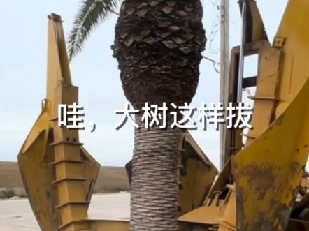 Dig, dig, dig the big tree!