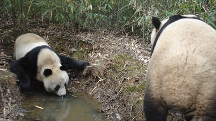 [Animals]When a panda meets a horse...
