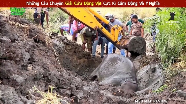 Những Câu Chuyện Giải Cứu Động Vật Cực Kì Cảm Động Và Ý Nghĩa