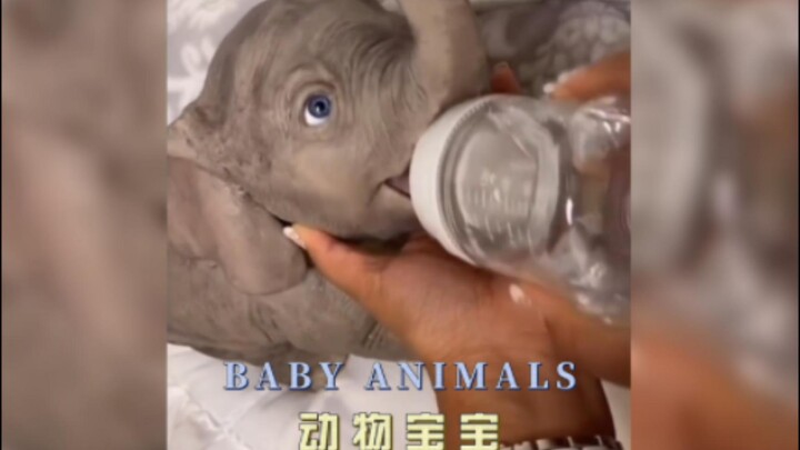 萌化了，动物世界的宝宝们