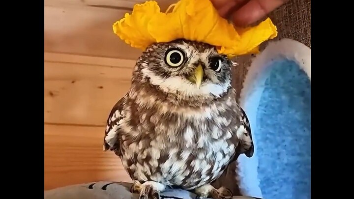 I still love how it started—wild and untamed.