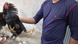 BẮT GÀ HẤP NƯỚC MẮM NGON NHỨC NÁCH - TT78