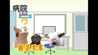 【熟肉】小学生时接受苞茎手术的我 | 猫meme