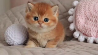 1 thiên thần bé nhỏ