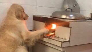 "Dog: It's not easy to make a living in this family..."