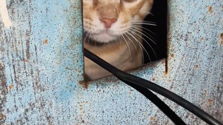 Nước mắt sau song sắt