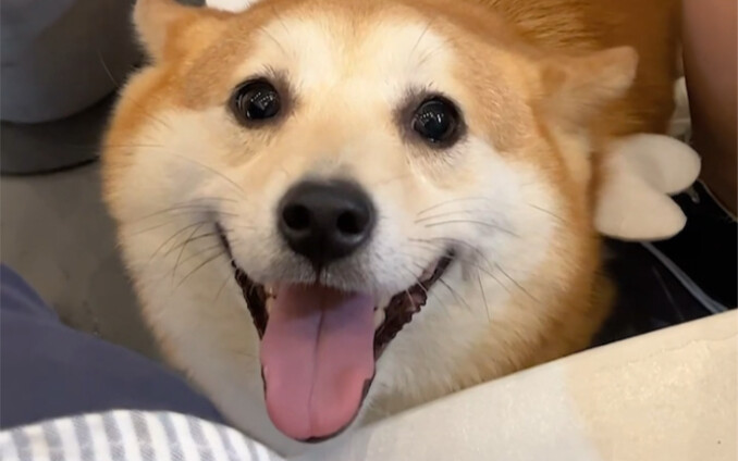 In real life, my dog Chai Ke Fu is the real winner!