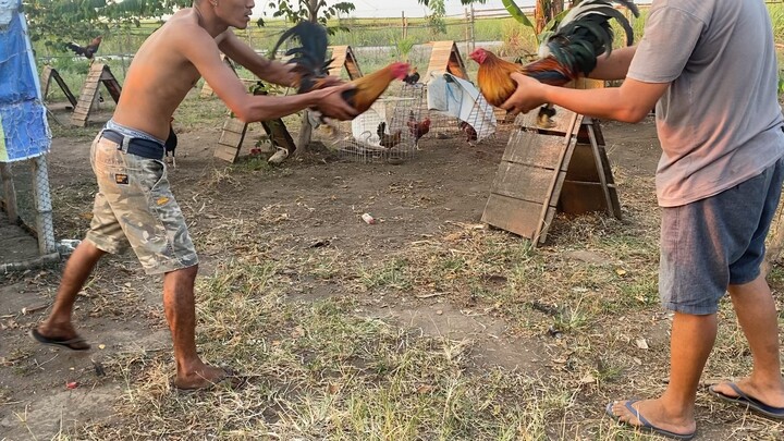 stag vs cock