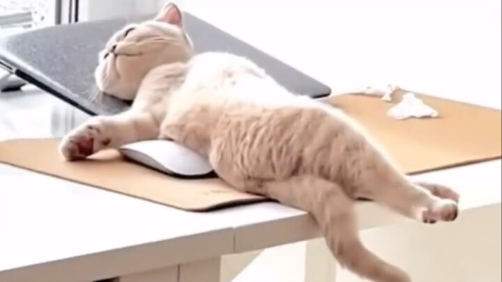 “اذهب وكن قطة، قطة بلا هموم ولا قلق!”