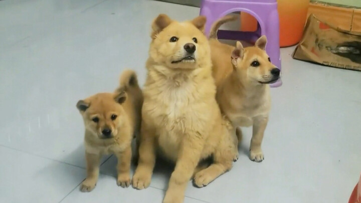 น้องหมาใหญ่ น้องหมาเล็ก มาสนุกกับพัดลมกัน