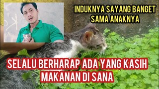 Momen Mengharukan Induk Kucing Membawa Anaknya Untuk Numpang Neduh Di Warteg