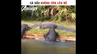 Cá Sấu Không Còn Lên Bờ