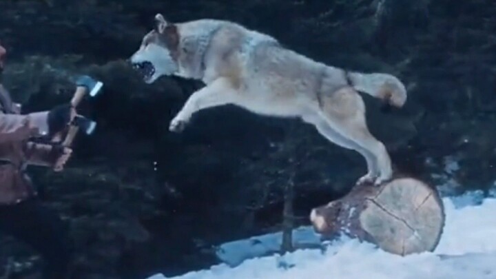 Tiger Zinda Hai (2017)_Segerombolan binatang buas muncul tiba-tiba di hadapan sang anak