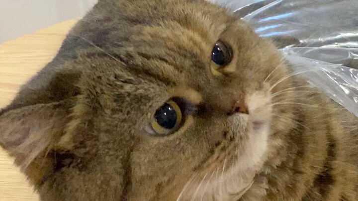 القط: هيا، ارمِني مع الكيس كله إلى الخارج! مزعج!