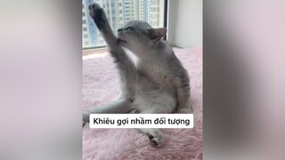 Lại FA nữa rồi. Glamor Failed.navysea cat petlover mèo meow