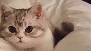 Chương 118 Tô Mịch! ! Sự trở lại! ! Jack, sao cậu lại nghiến răng thế?