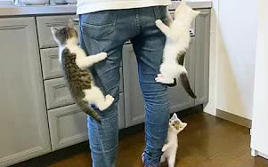 Cats waiting for their food