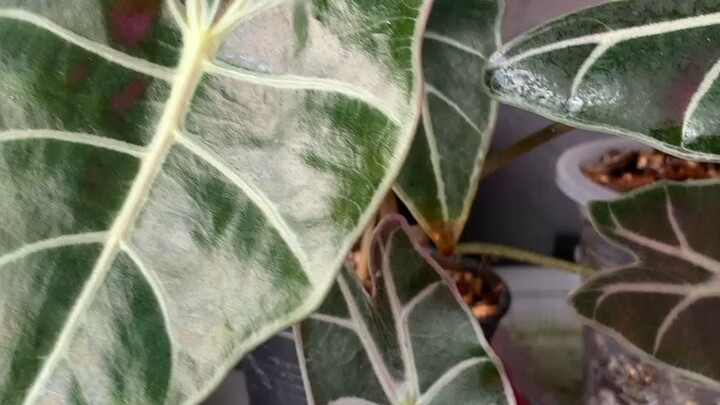 บอนสตูล