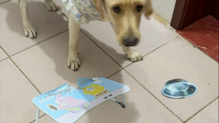 Dog: Have I entered a two-dimensional world?