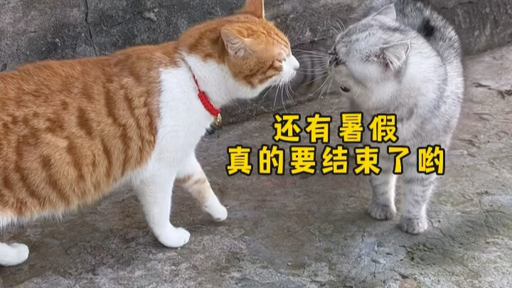 还有你的作业写完了吗？