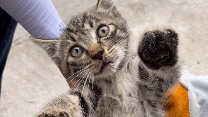 ลักพาตัวแทนการซื้อ จับได้แล้วรับเลี้ยงทันที ตัวไหนไม่ได้รับเลี้ยงก็ห่อไปเลย